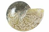 Lot: - Whole Polished Ammonites (Grade B/C) - Pieces #77761-1